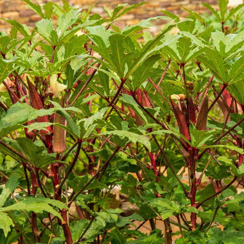 10 graines de gombo rouge, abelmoschus esculentus