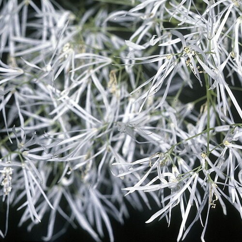 5 graines arbre à franges, arbre de neige, chionanthus virginicus, chionanthe de virginie