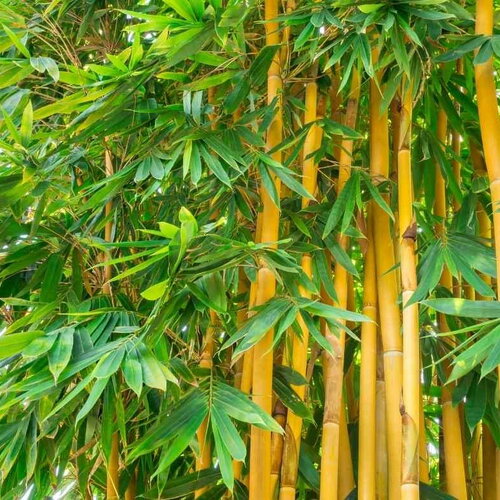 5 graines bambusa arundinacea, bambou géant