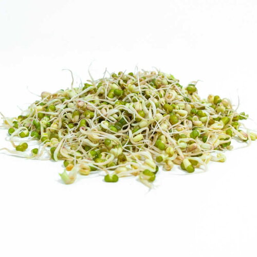 20 graines de haricot mungo, vigna radiata