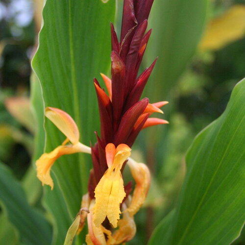 3 graines de cautleya spicata, gingembre de l'himalaya