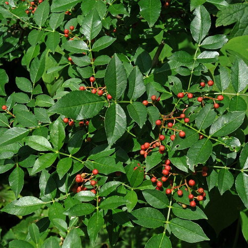7 graines de poivrier de corée, zanthoxylum coreanum