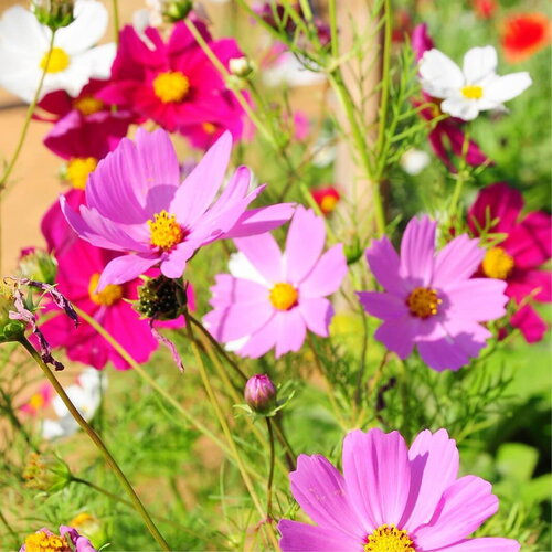 10 graines de cosmos mix sensation, cosmos bipinnatus