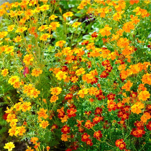 20 graines de cosmos &quot;sunny&quot;, cosmos bipinnatus