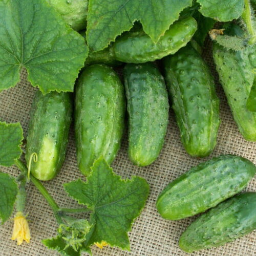 30 graines de cornichon fin de meaux, cucumis sativus