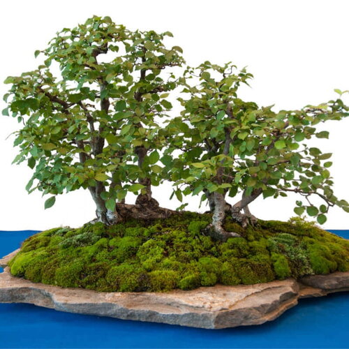 20 graines de orme champêtre, ormeau, ulmus minor