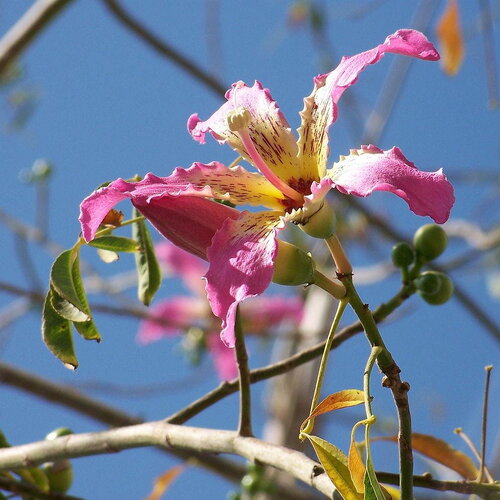 3 graines ceiba speciosa, arbre bouteille, kapokier, bâton ivre