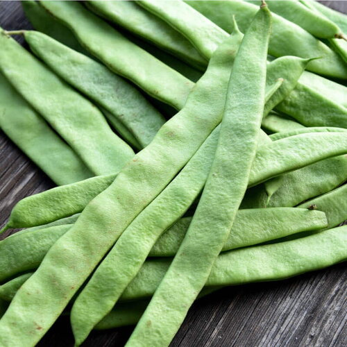 20 graines de haricot nain tytania, phaseolus vulgaris