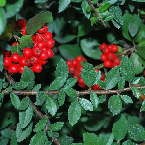10 graines de buisson ardent, pyracantha coccinea