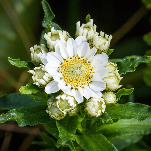 25 graines achillée ptarmique, achillea ptarmica