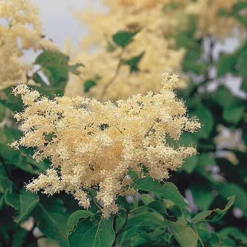 3 graines de lilas du japon, syringa amurensis, syringa reticulata amurensis