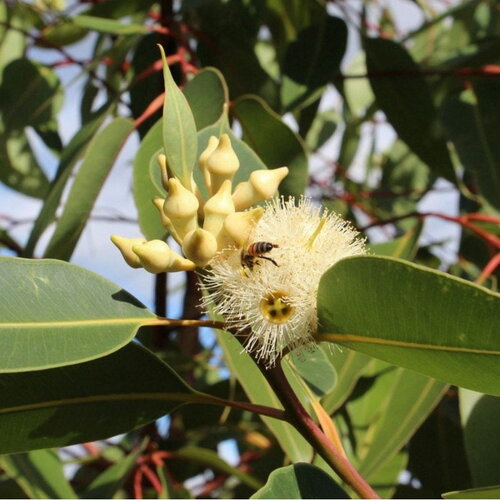 3 graines eucalyptus robusta, gommier robuste