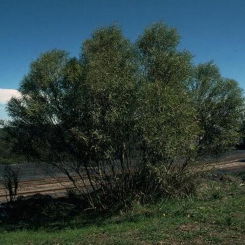 3 graines eucalyptus apiculata