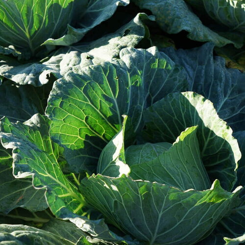 50 graines de chou cabus glory of enkhuizen, brassica oleracea