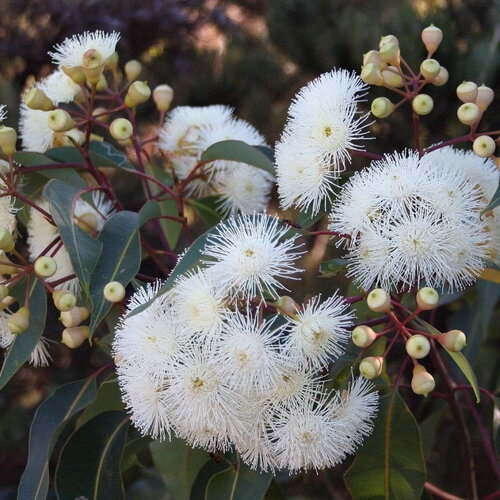 3 graines eucalyptus calophylla