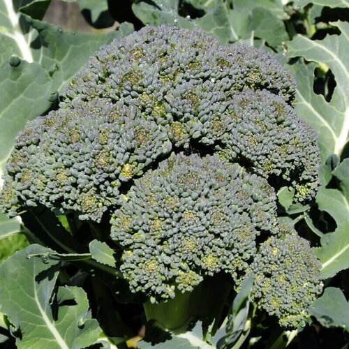 50 graines de chou brocoli cézar, brassica oleracea
