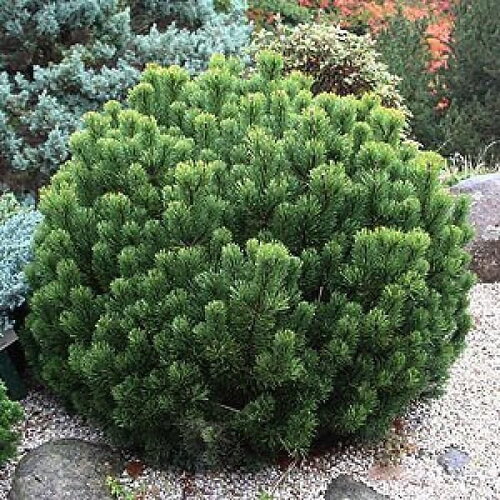 10 graines pinus mugo pumilio, pin mugo nain