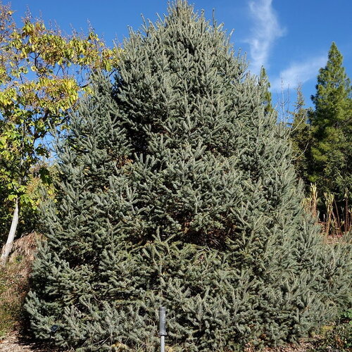 10 graines de épicéa du lijiang, sapin de likiang, picea likiangensis