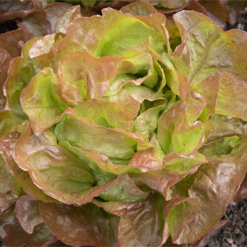 50 graines de laitue pommée merveille des quatres saisons, lactuca sativa