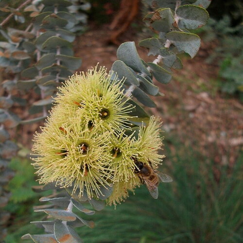 3 graines eucalyptus kruseana