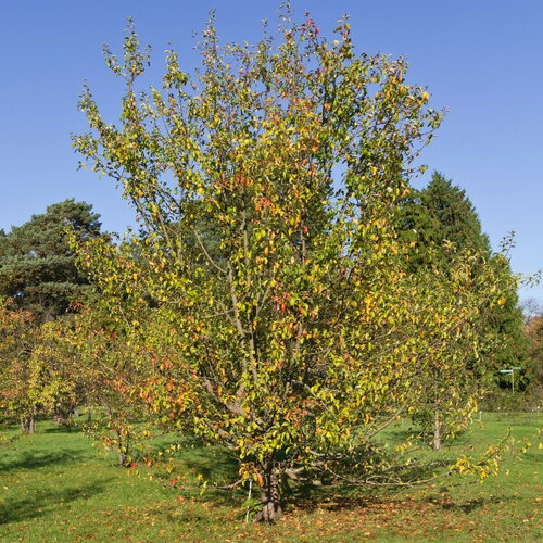 Rare 50 graines de pommier sauvage, malus sieversii, pommier du kazakhstan
