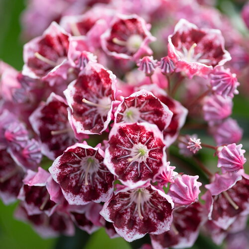 50 graines kalmia latifolia, laurier des montagnes, laurier d'amérique, kalmie