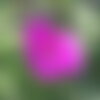 5 graines rosa rugosa rose, rosier rugosa, rosier japonais, rosier rugueux rose, rosier du japon