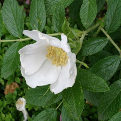 10 graines , rosier rugosa, rosa rugosa alba, rosier du japon, rosier rugueux
