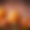 20 graines de courge halloween jack o'lantern, cucurbita pepo
