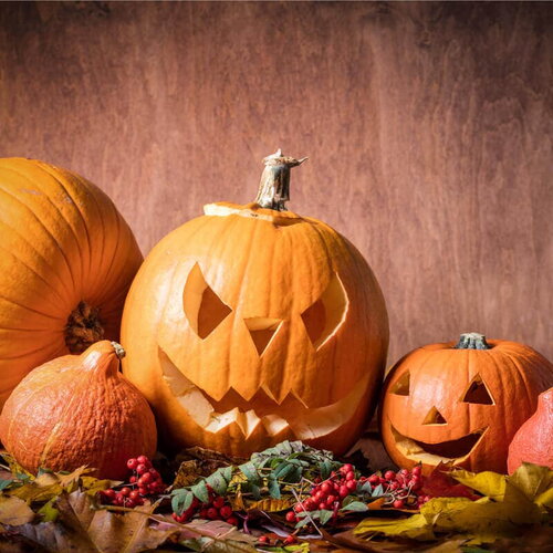 20 graines de courge halloween jack o'lantern, cucurbita pepo