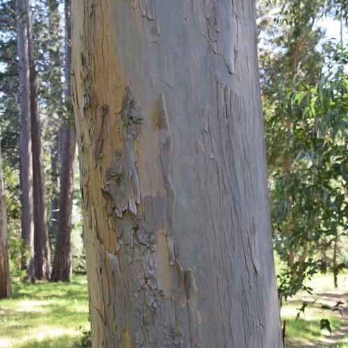 3 graines eucalyptus nitida