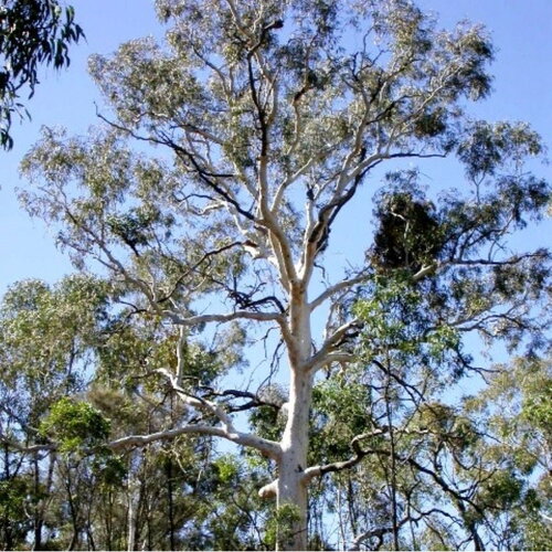 3 graines eucalyptus mannifera, gomme cassante