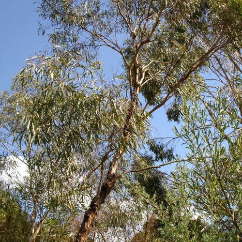 3 graines eucalyptus polybractea, eucalyptus à cryptone