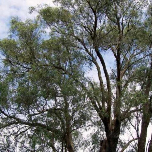 3 graines eucalyptus macarthurii, gommier de marc arthur