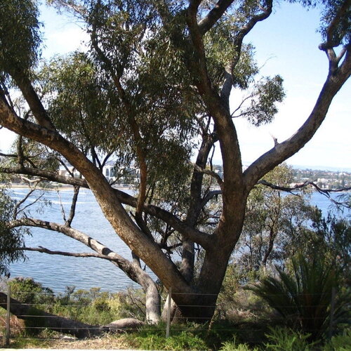 3 graines eucalyptus gomphocephala