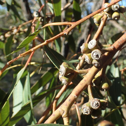 3 graines eucalyptus resinifera, acajou rouge