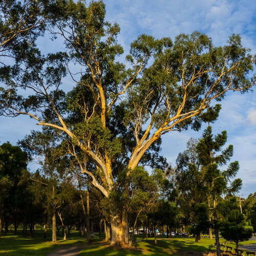 3 graines eucalyptus racemosa, gomme de snappy