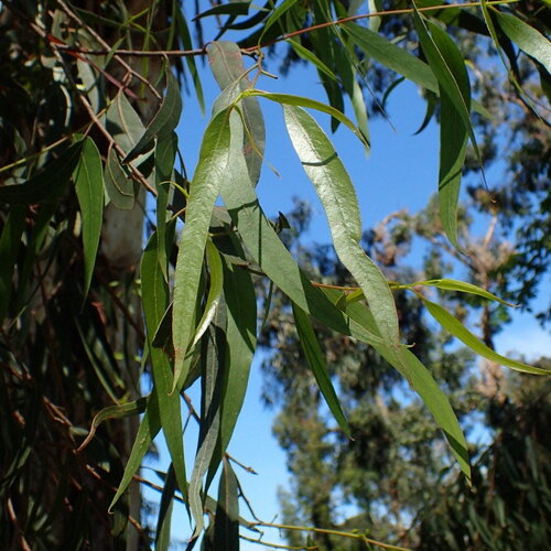 3 graines eucalyptus rubida, écorce de bougie