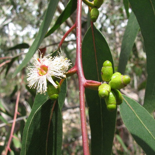 3 graines eucalyptus goniocalyx