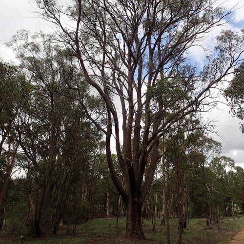 3 graines eucalyptus youmanii, écorce filandreuse de youman