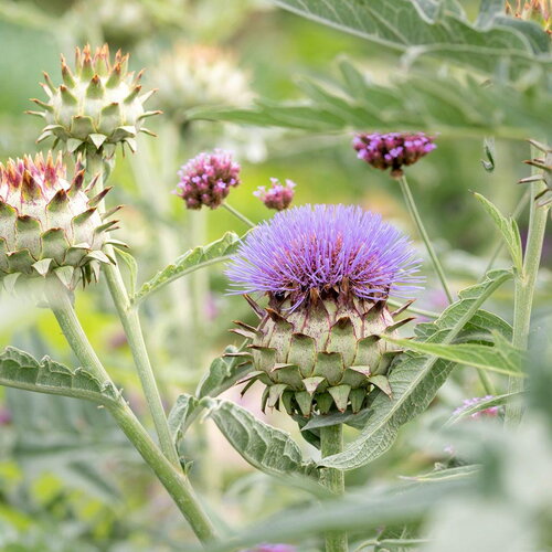 10 graines de cardon, cynara cardunculus
