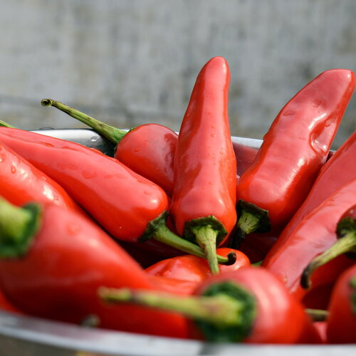 35 graines piment rouge jalapeño capsicum annuum piment mexicain fort