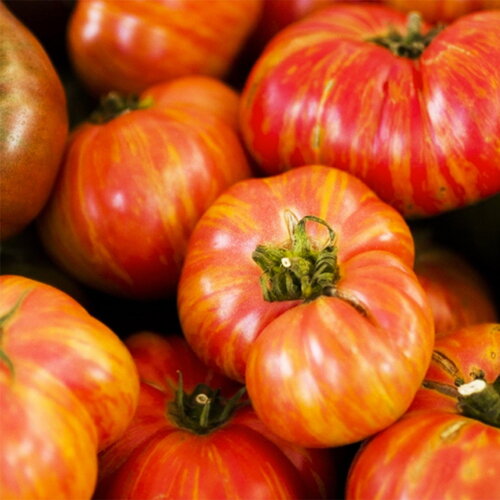 25 graines de tomate big rainbow, solanum lycopersicum