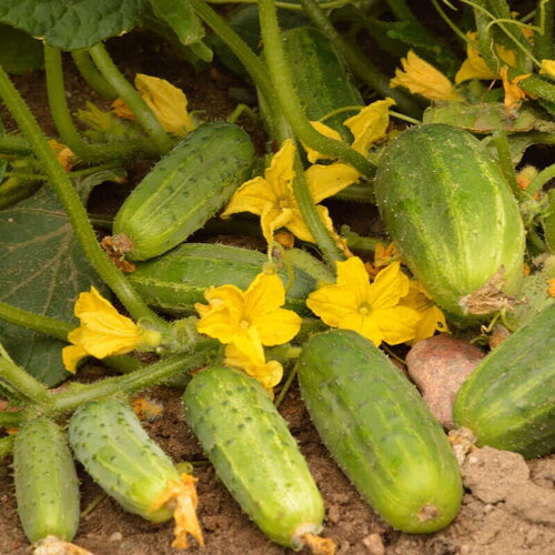 30 graines de concombre &quot;dar&quot;, cucumis sativus