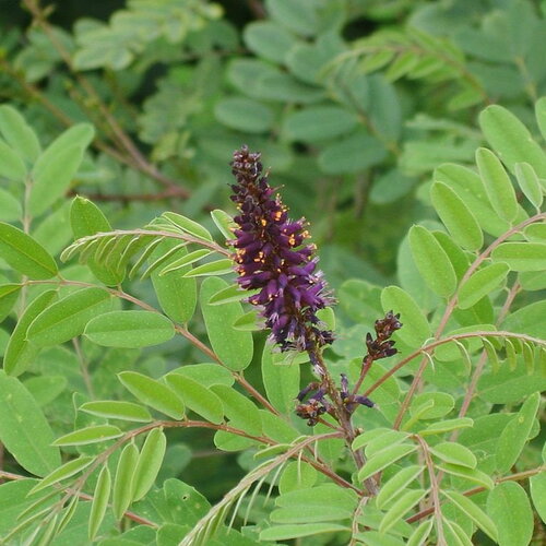 10 graines amorpha fruticosa, faux indigo, amorphe buissonnante