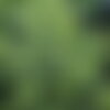 5 graines de stevia rebaudiana, chanvre d'eau, stévia, herbe à sucre