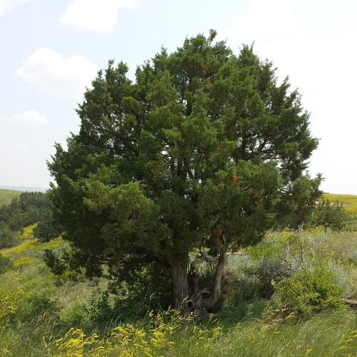 10 graines de genévrier des rocheuses, juniperus scopulorum
