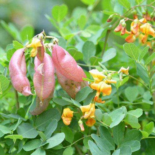 3 graines de colutea arborescens, baguenaudier