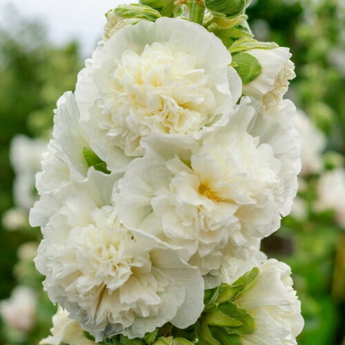 10 graines de rose trémière blanche, alcea rosea chater's white