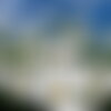 10 graines de cosmos blanc, cosmos bipinnatus dwarf sensation blanc